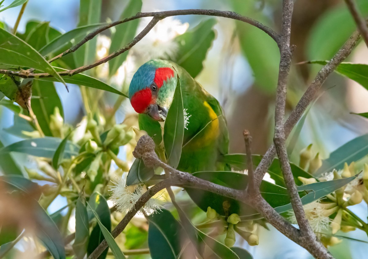 Musk Lorikeet - ML617341489