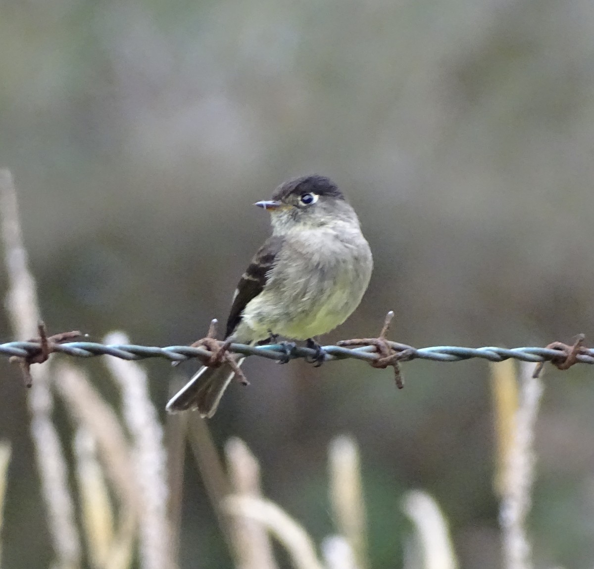 Black-capped Flycatcher - ML617341492