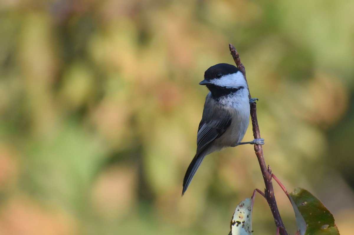 Black-capped Chickadee - ML617341493