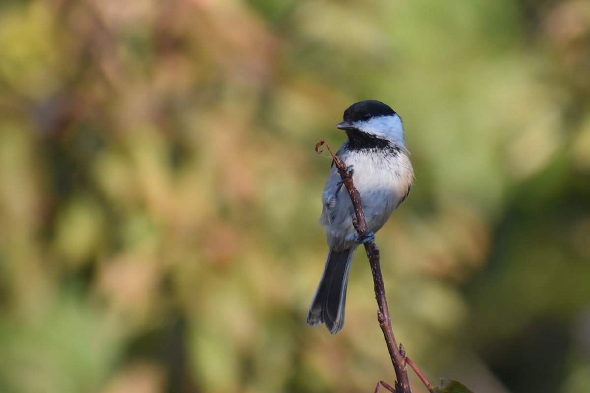 Black-capped Chickadee - ML617341494