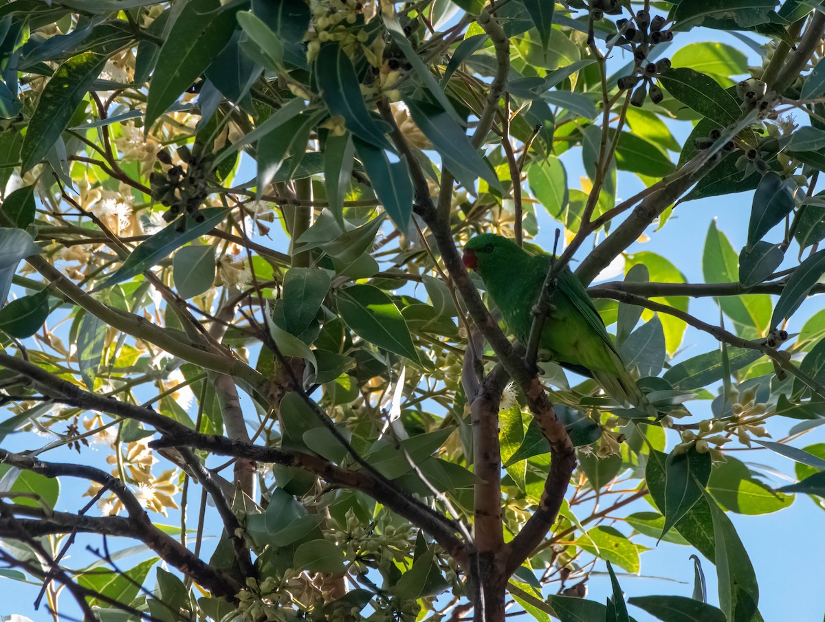 Scaly-breasted Lorikeet - ML617341499