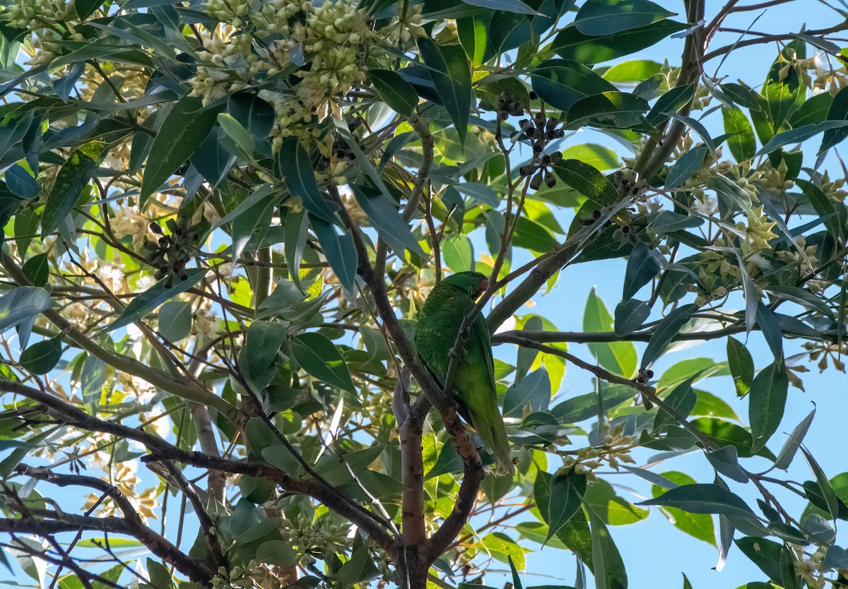 Scaly-breasted Lorikeet - Gordon Arthur