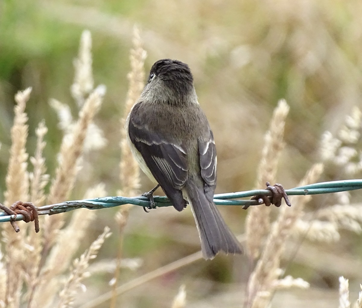 Black-capped Flycatcher - ML617341503