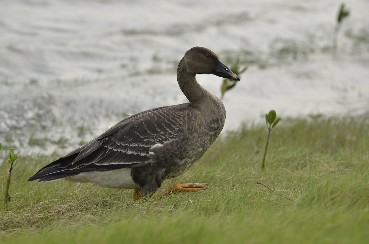 Taiga Bean-Goose - ML617341598