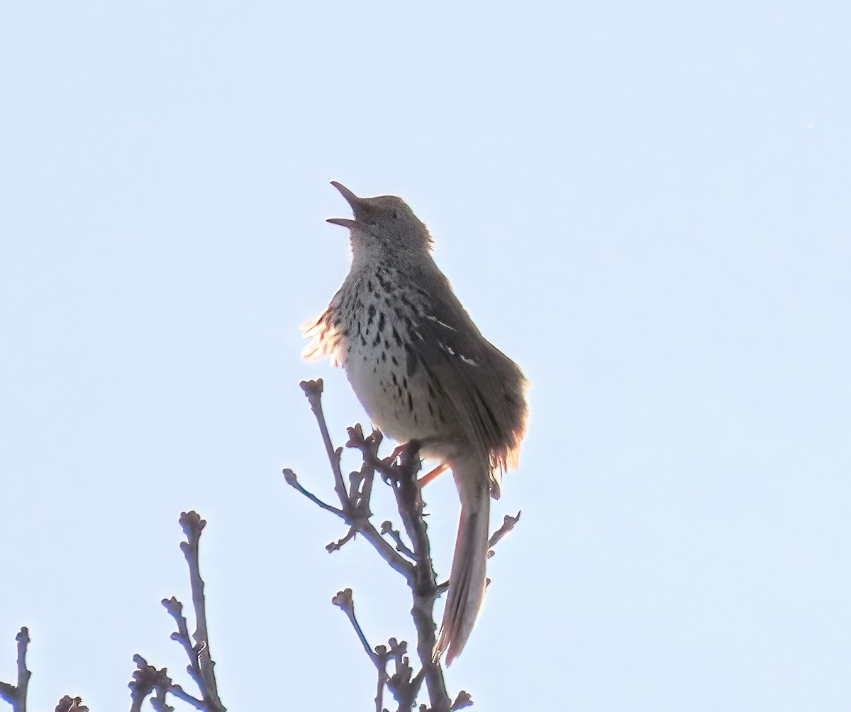 Brown Thrasher - ML617341619