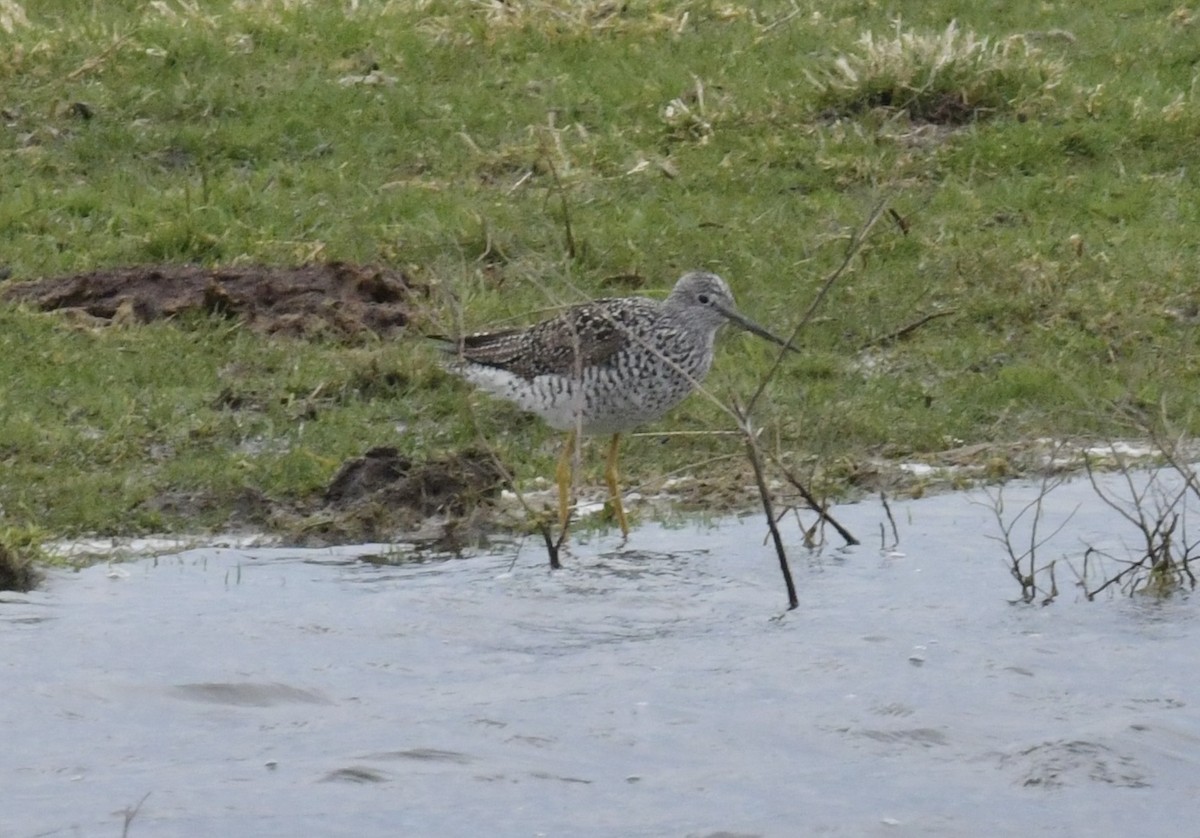 Greater Yellowlegs - ML617341645