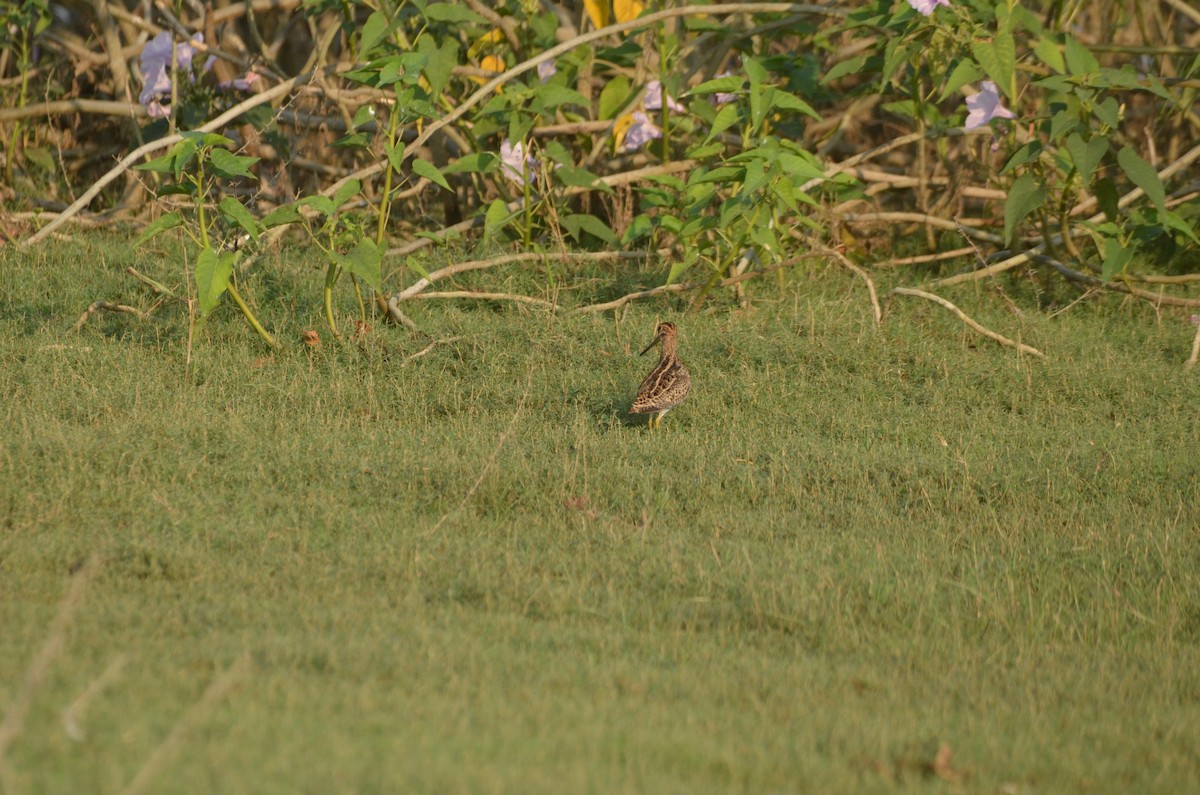 Pin-tailed Snipe - ML617341649