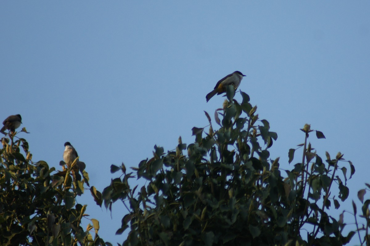 Brown-breasted Bulbul - ML617341666