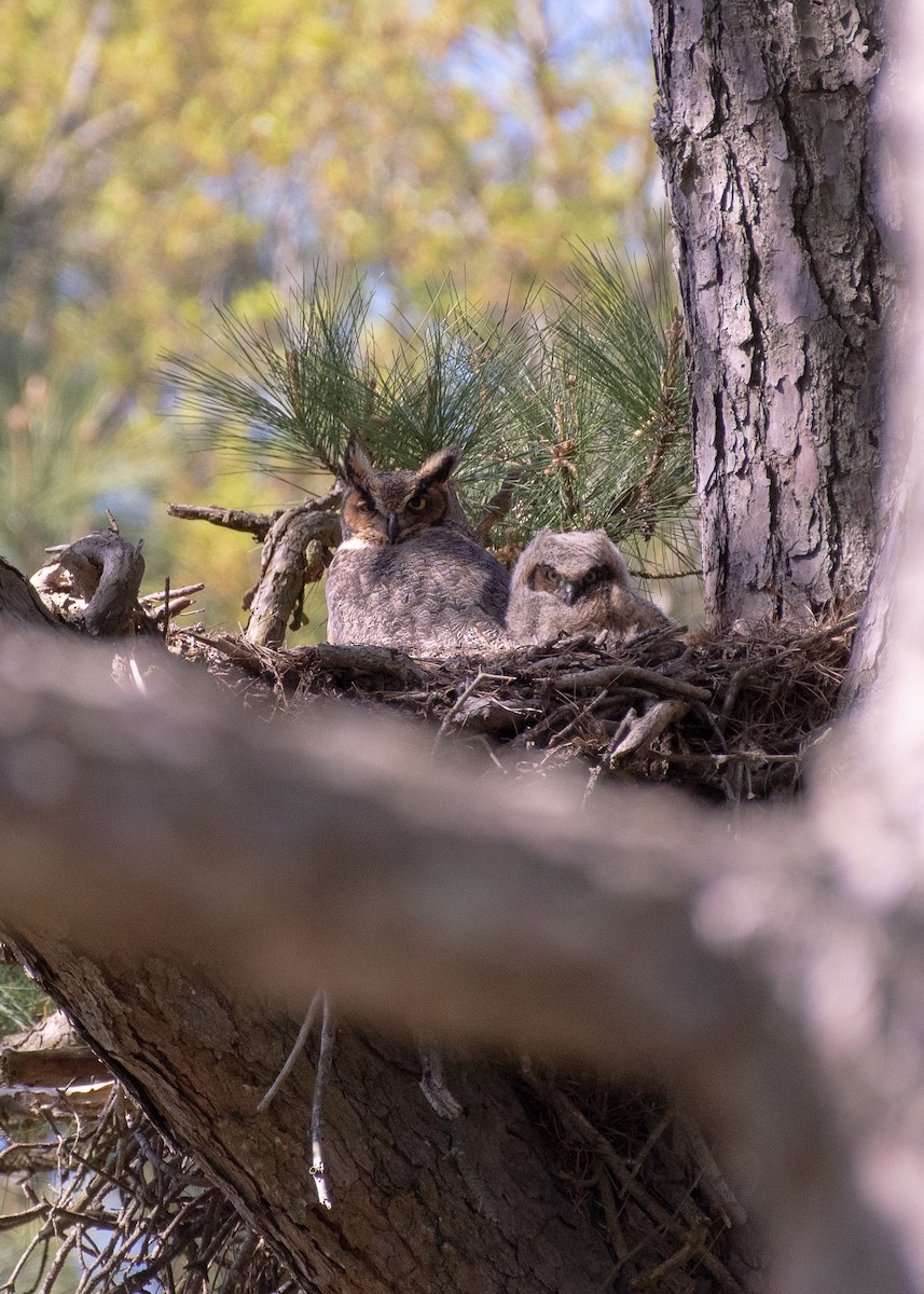 Great Horned Owl - ML617341695