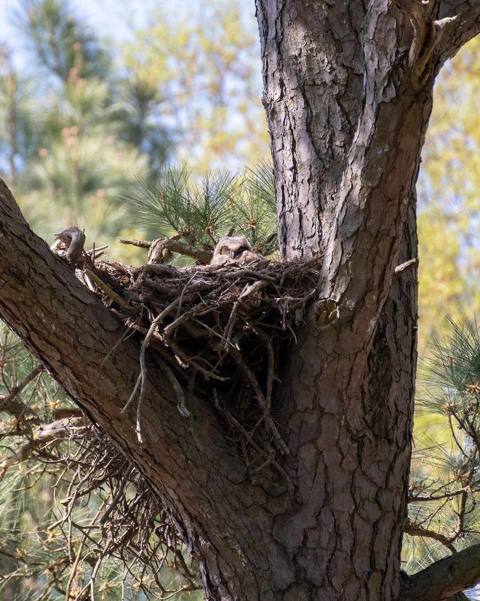 Great Horned Owl - ML617341696