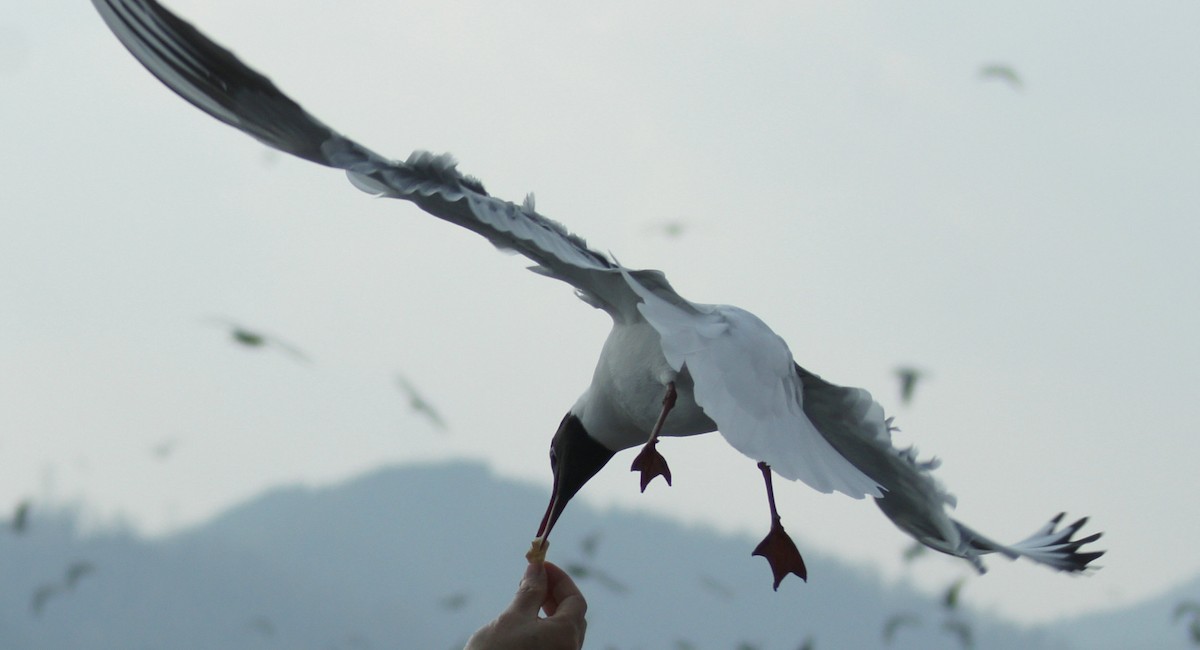 Mouette rieuse - ML617341710