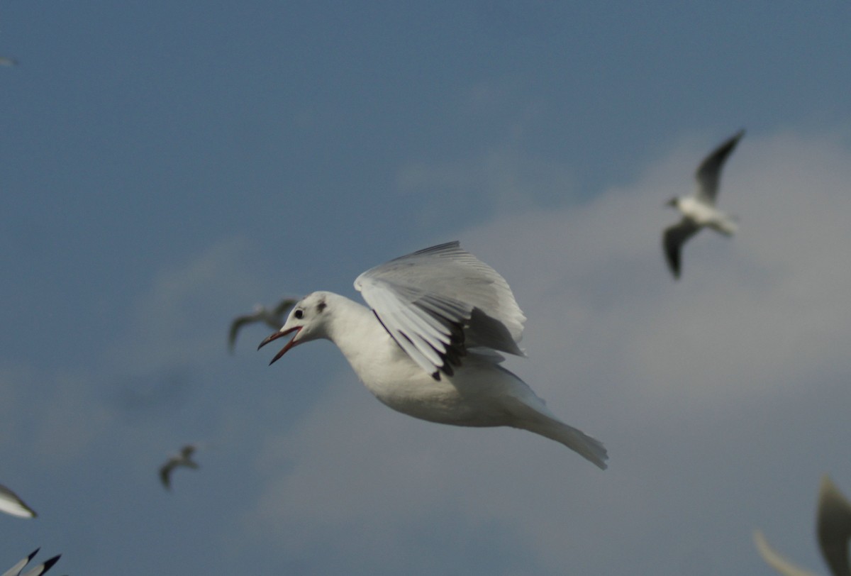 Mouette rieuse - ML617341711