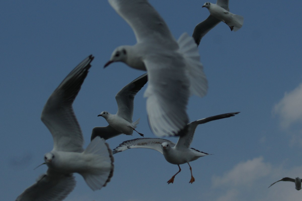 Black-headed Gull - ML617341712