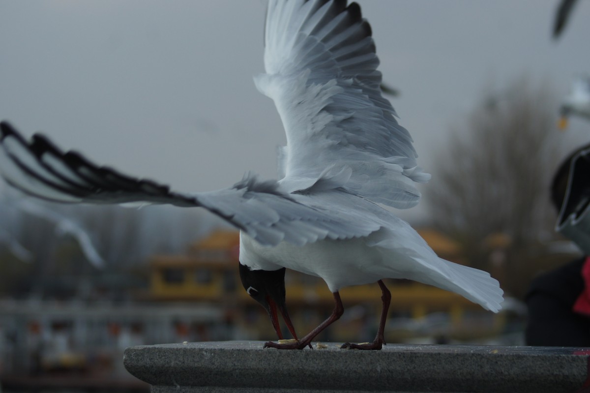 Mouette rieuse - ML617341713