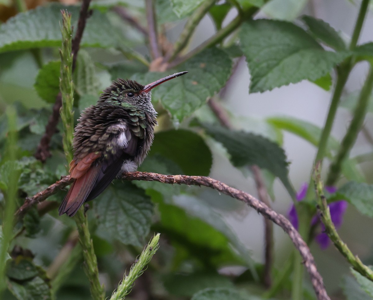 Rufous-tailed Hummingbird - ML617341727