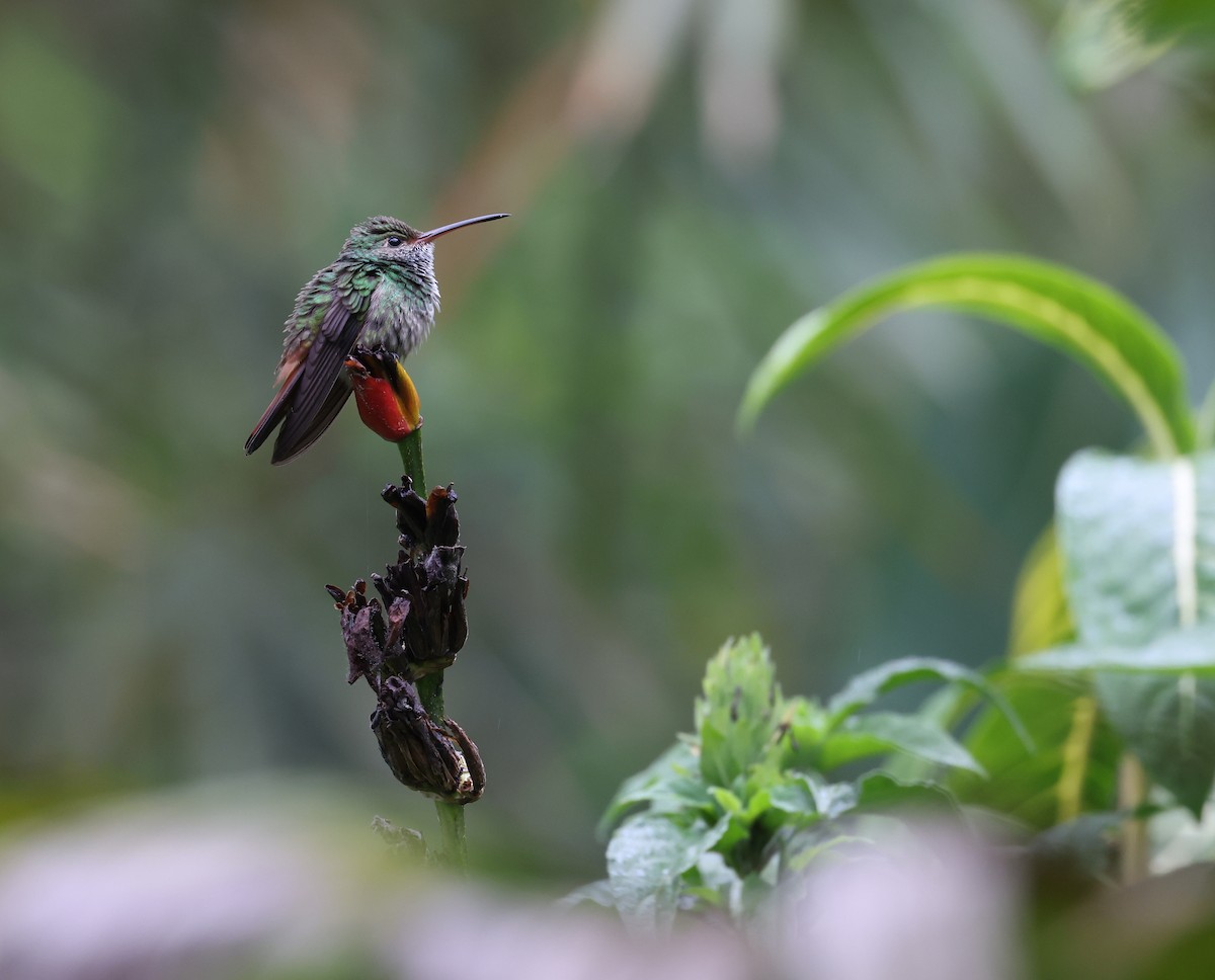 Rufous-tailed Hummingbird - ML617341728