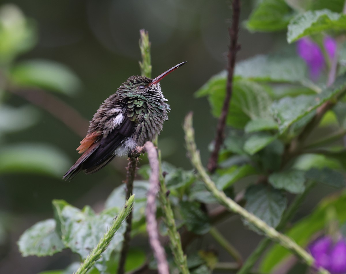 Rufous-tailed Hummingbird - ML617341729