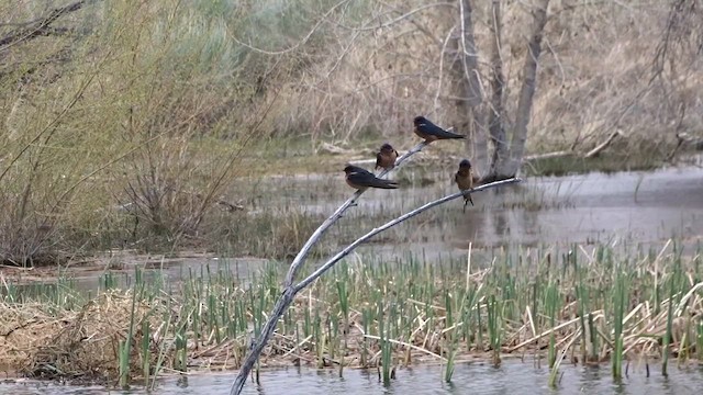 Barn Swallow - ML617341749