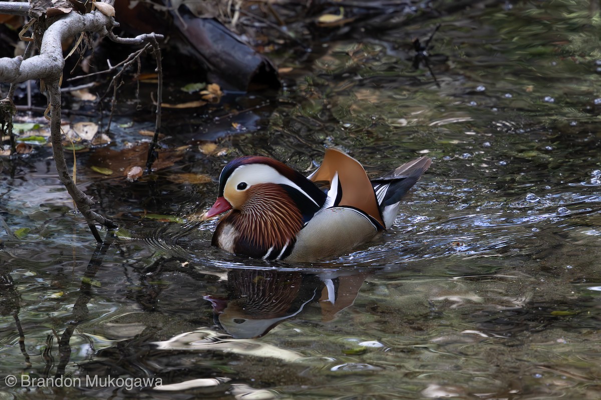 kachnička mandarínská - ML617341756