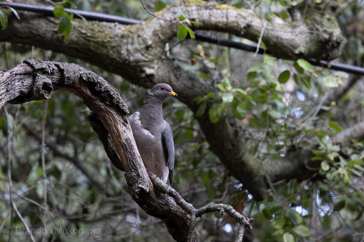 holub pruhoocasý - ML617341759