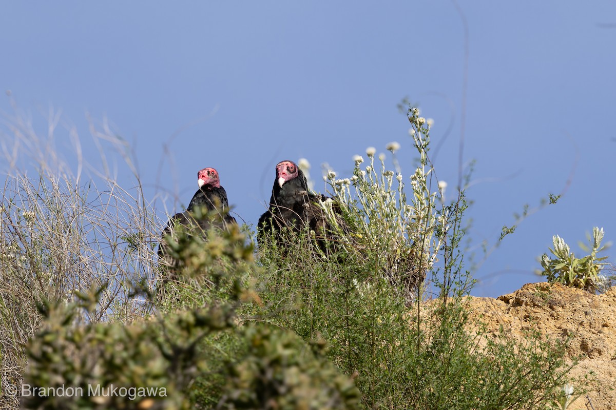 kondor krocanovitý - ML617341765