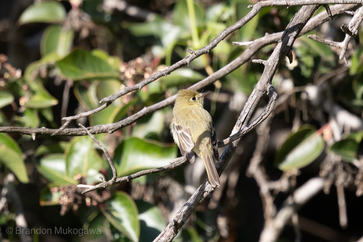 Western Flycatcher - ML617341772