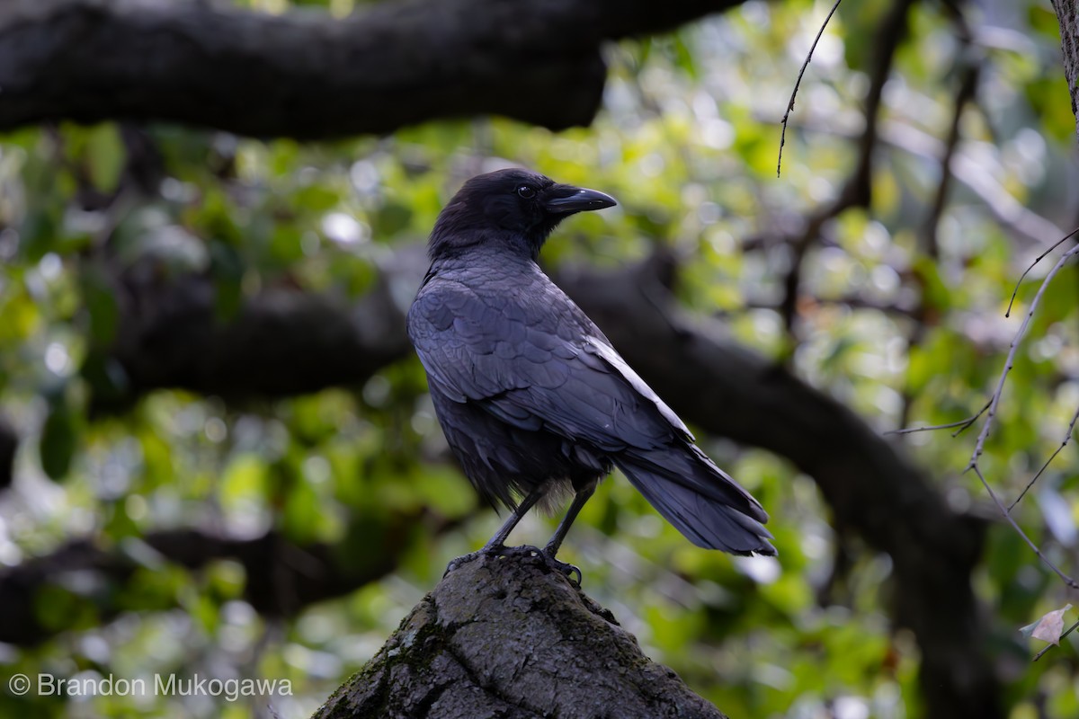 vrána americká - ML617341777