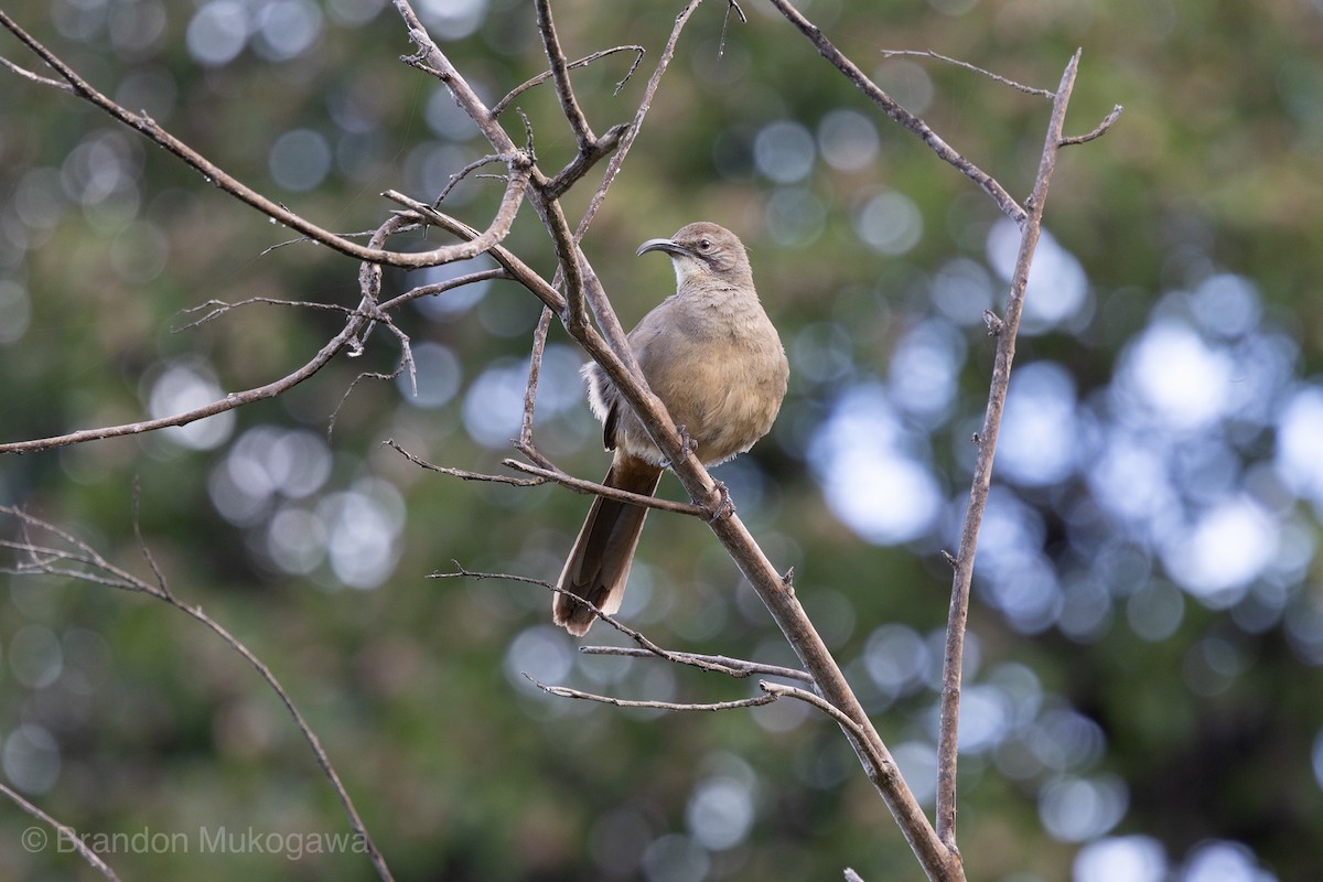 drozdec kalifornský - ML617341786