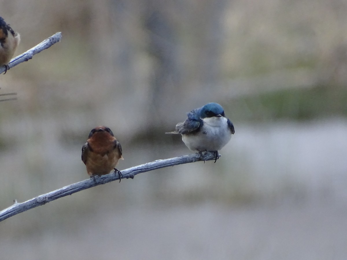 Tree Swallow - ML617341787