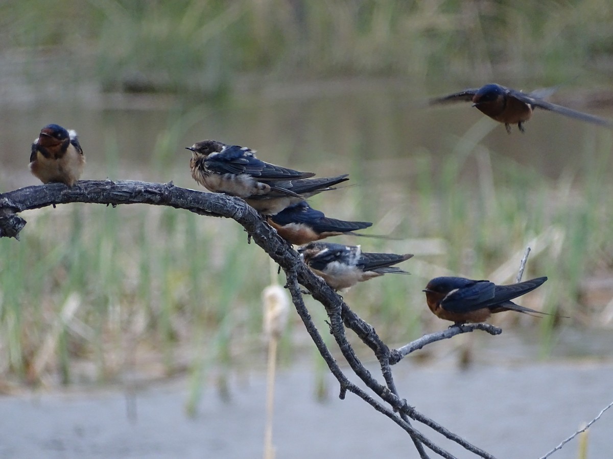 Barn Swallow - Chris Howard