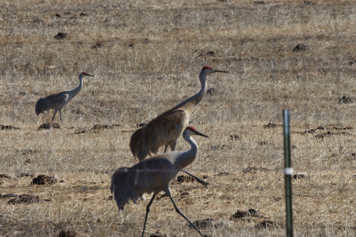 Sandhill Crane - ML617341806