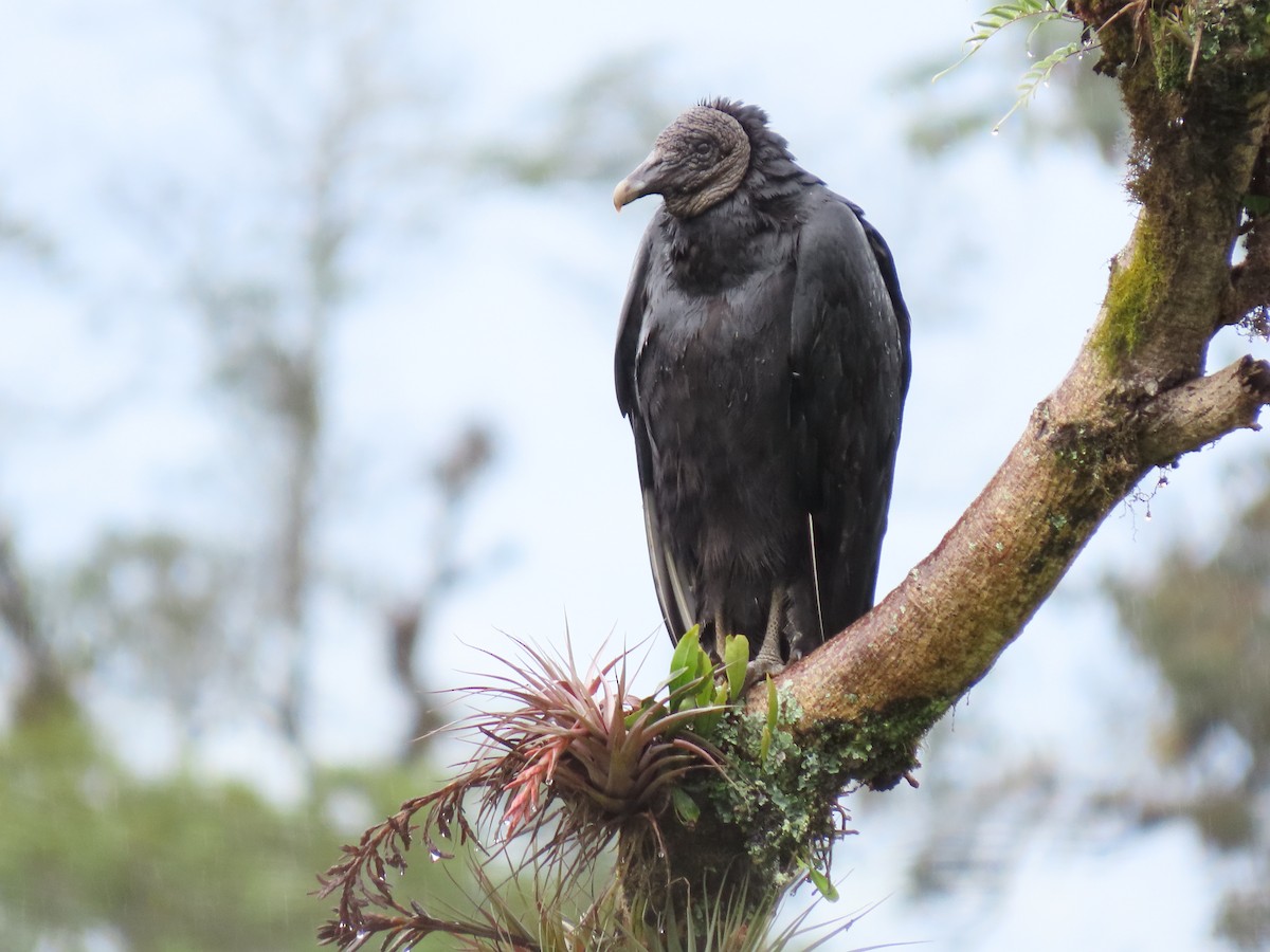 Black Vulture - ML617341816