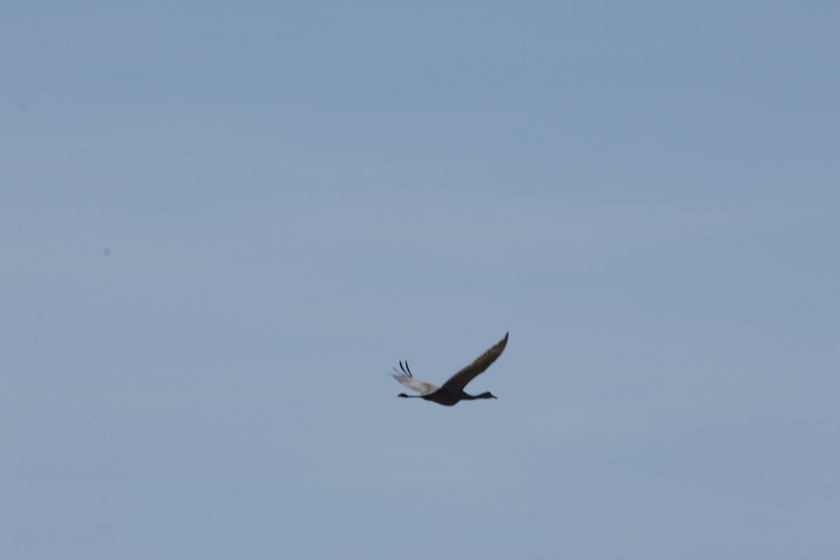 Sandhill Crane - ML617341821