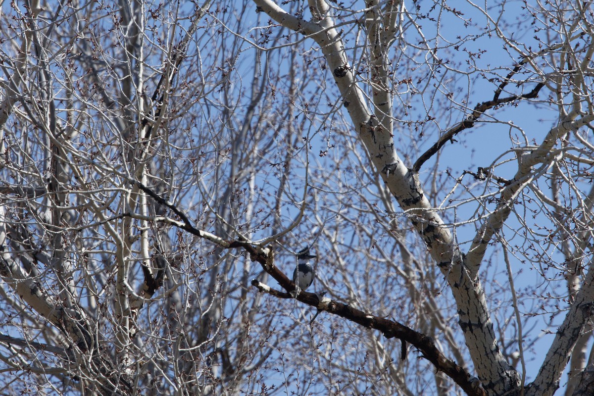 Belted Kingfisher - ML617341833