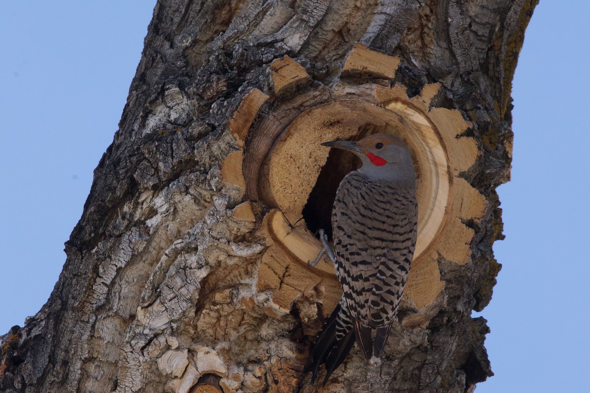 Northern Flicker (Red-shafted) - ML617341839