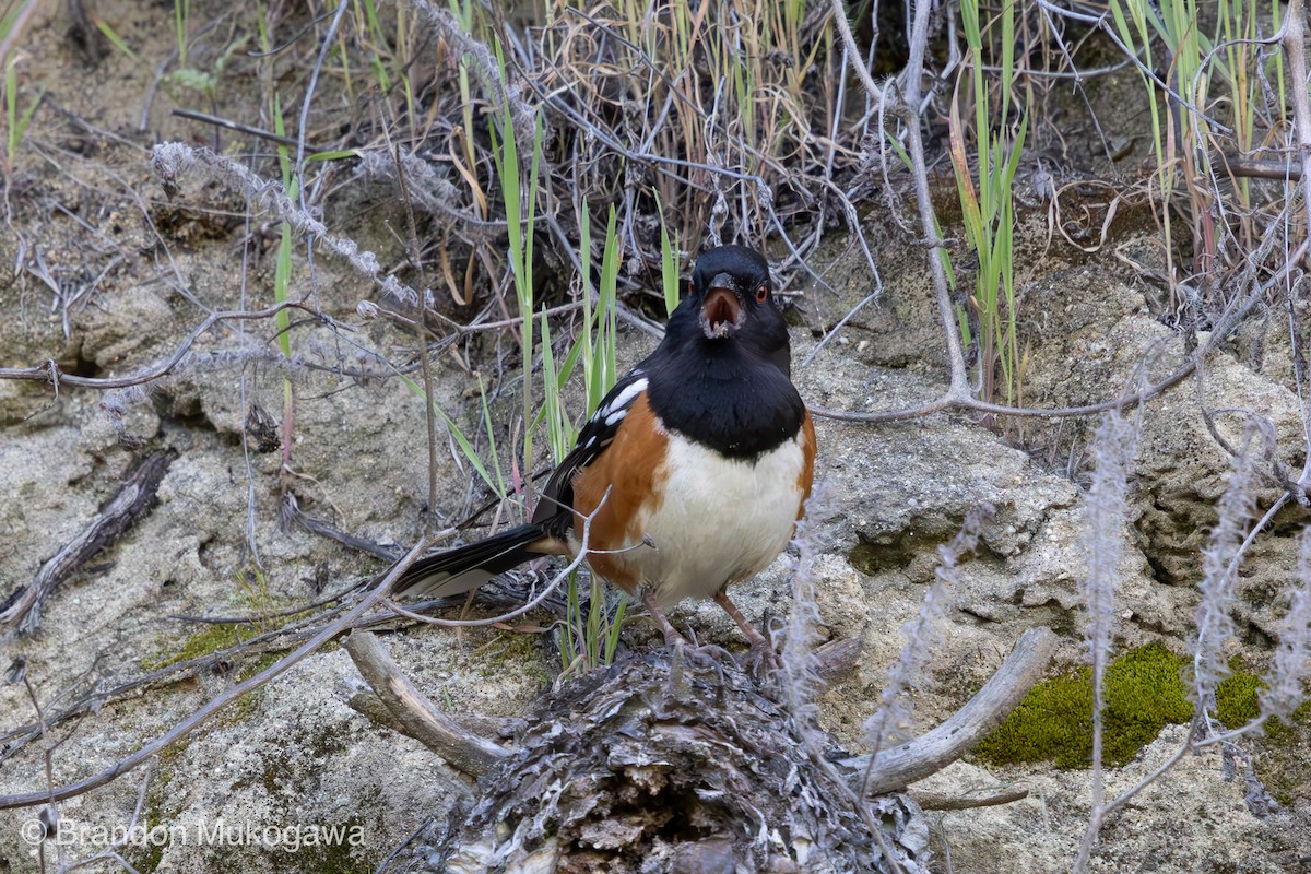 Spotted Towhee - ML617341843