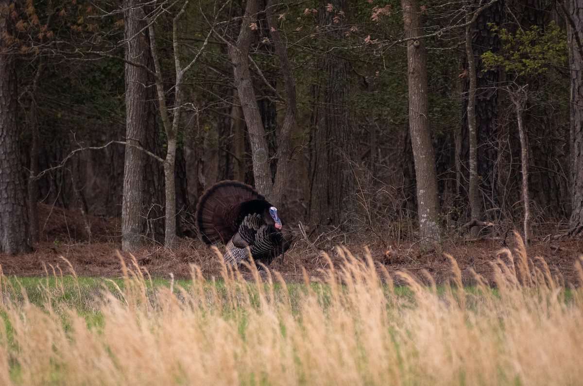 Wild Turkey - ML617341871