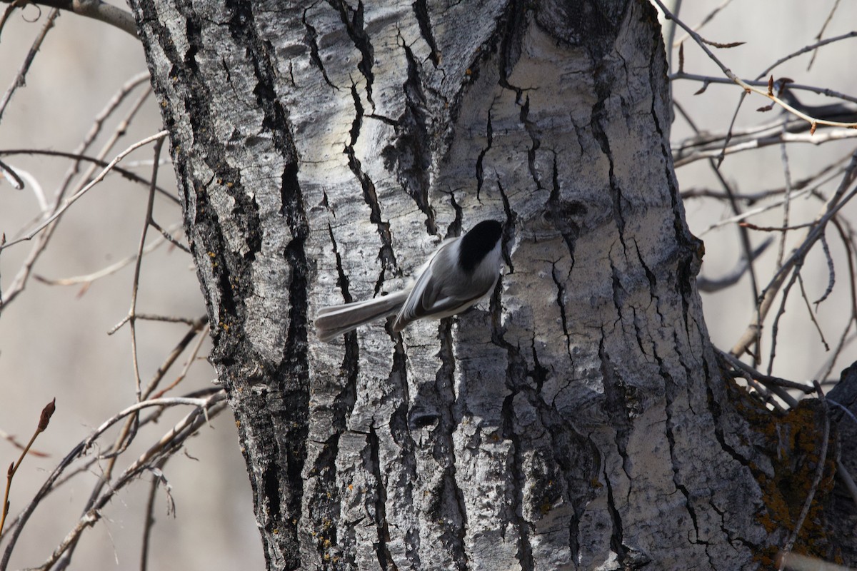 Black-capped Chickadee - ML617341887