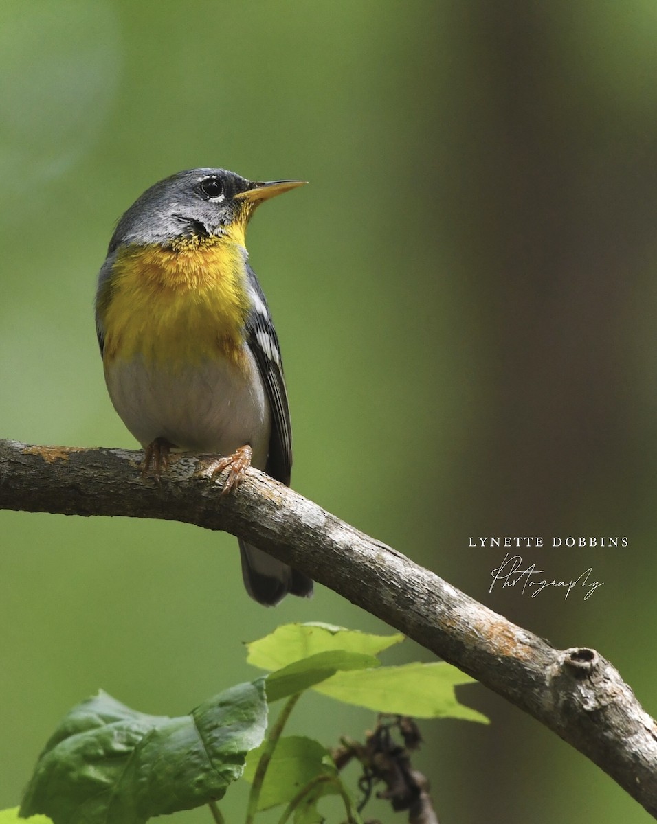 Northern Parula - ML617341937