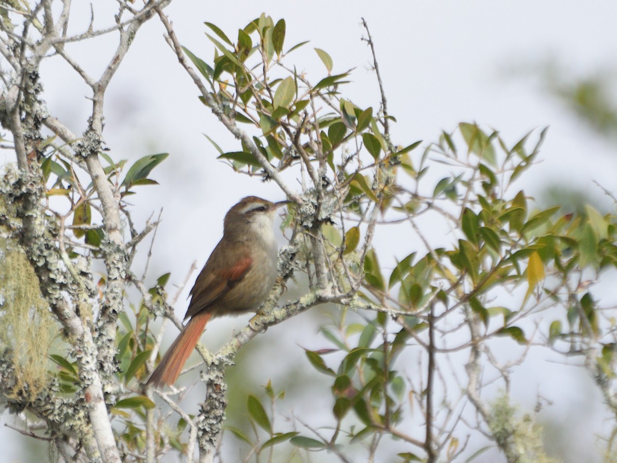 Stripe-crowned Spinetail - ML617341967