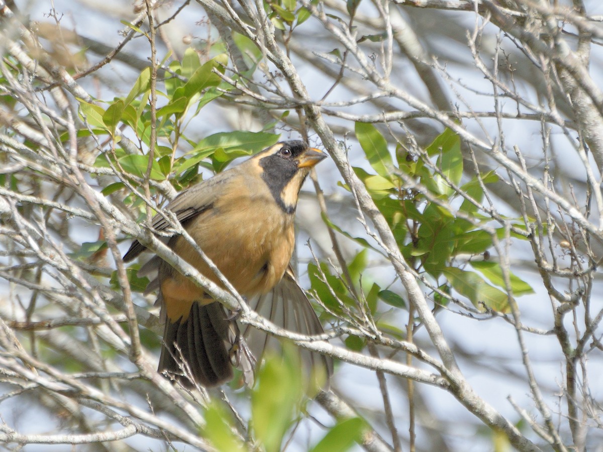 Golden-billed Saltator - ML617341981