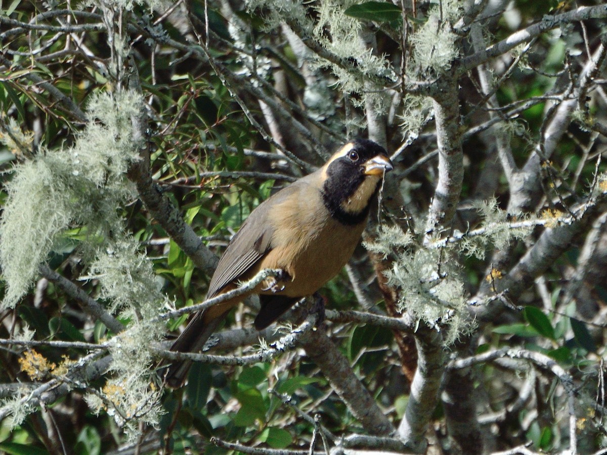 Golden-billed Saltator - ML617341982