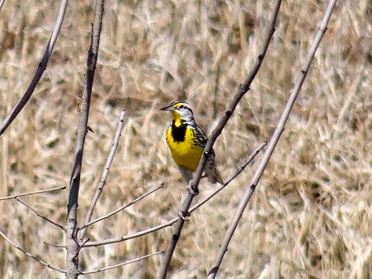 Eastern Meadowlark (Eastern) - ML617342008