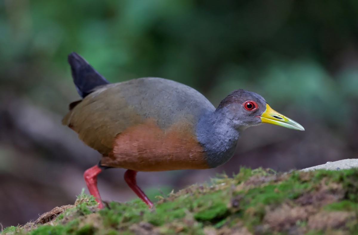 Gray-cowled Wood-Rail - Ken Rosenberg