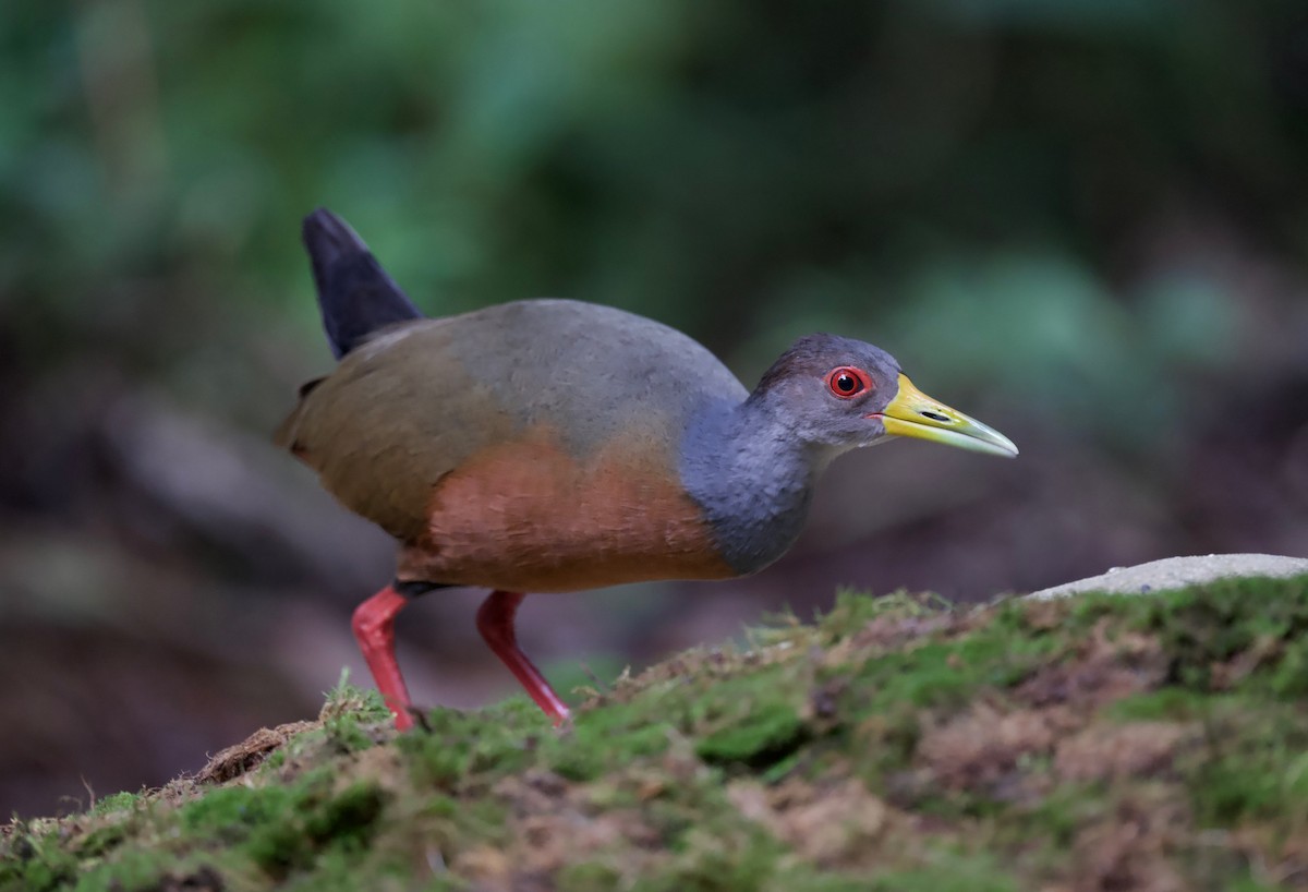 Gray-cowled Wood-Rail - ML617342028