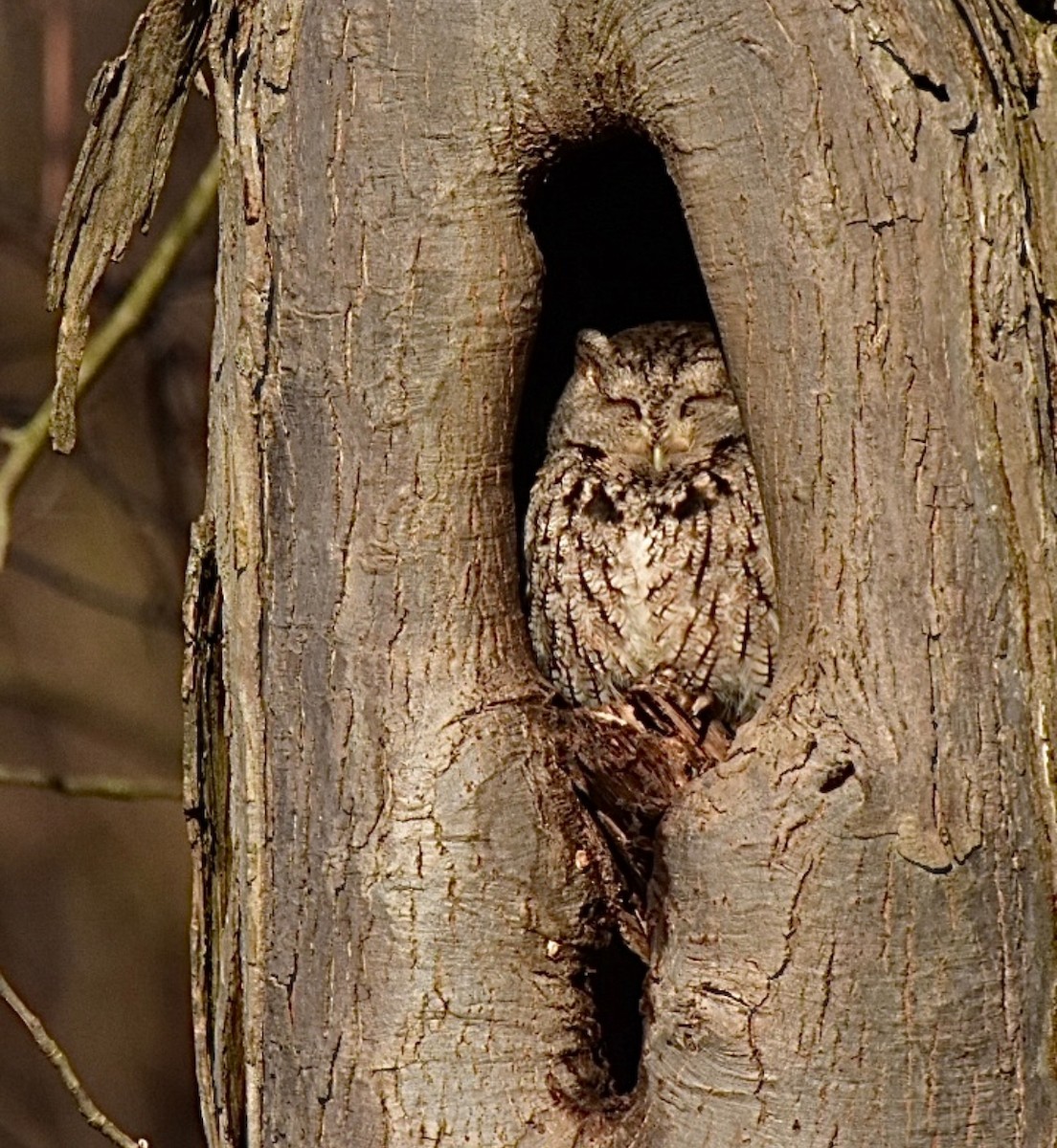 Eastern Screech-Owl - Jennifer Halter