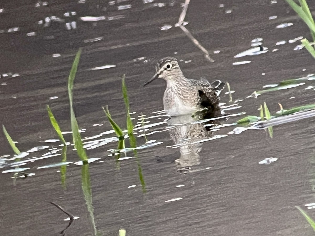 Solitary Sandpiper - ML617342060