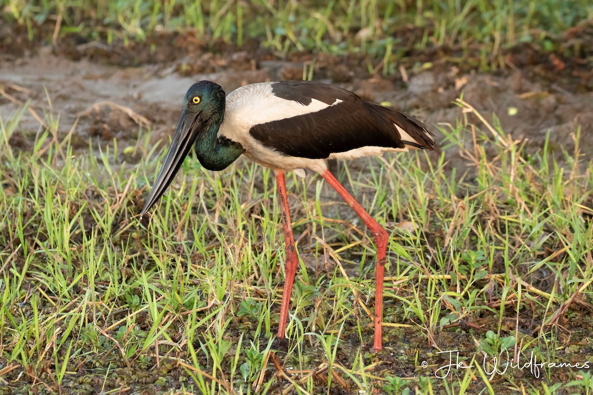 Black-necked Stork - JK Malkoha