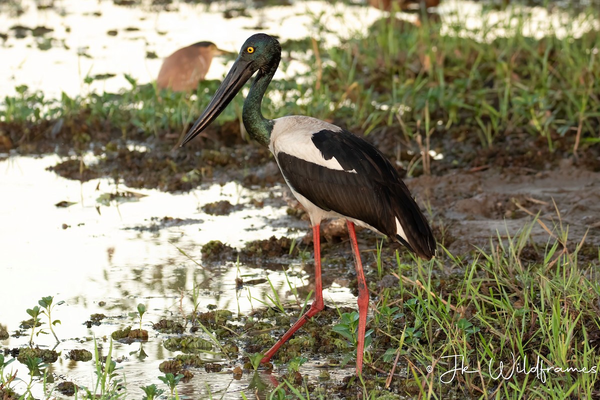 Black-necked Stork - ML617342073