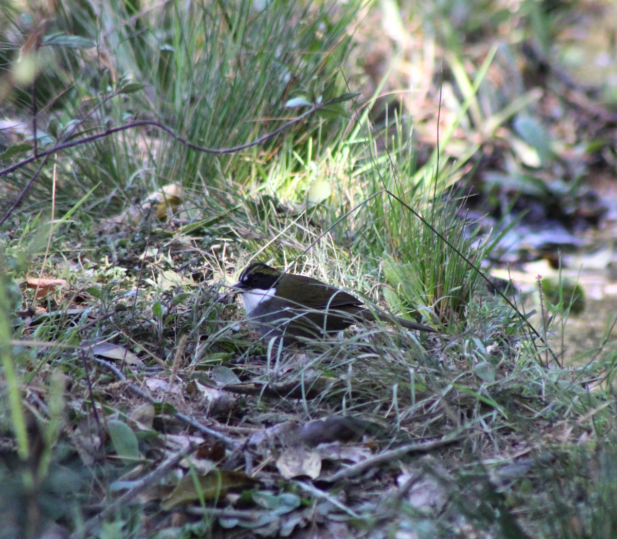 Green-striped Brushfinch - ML617342076